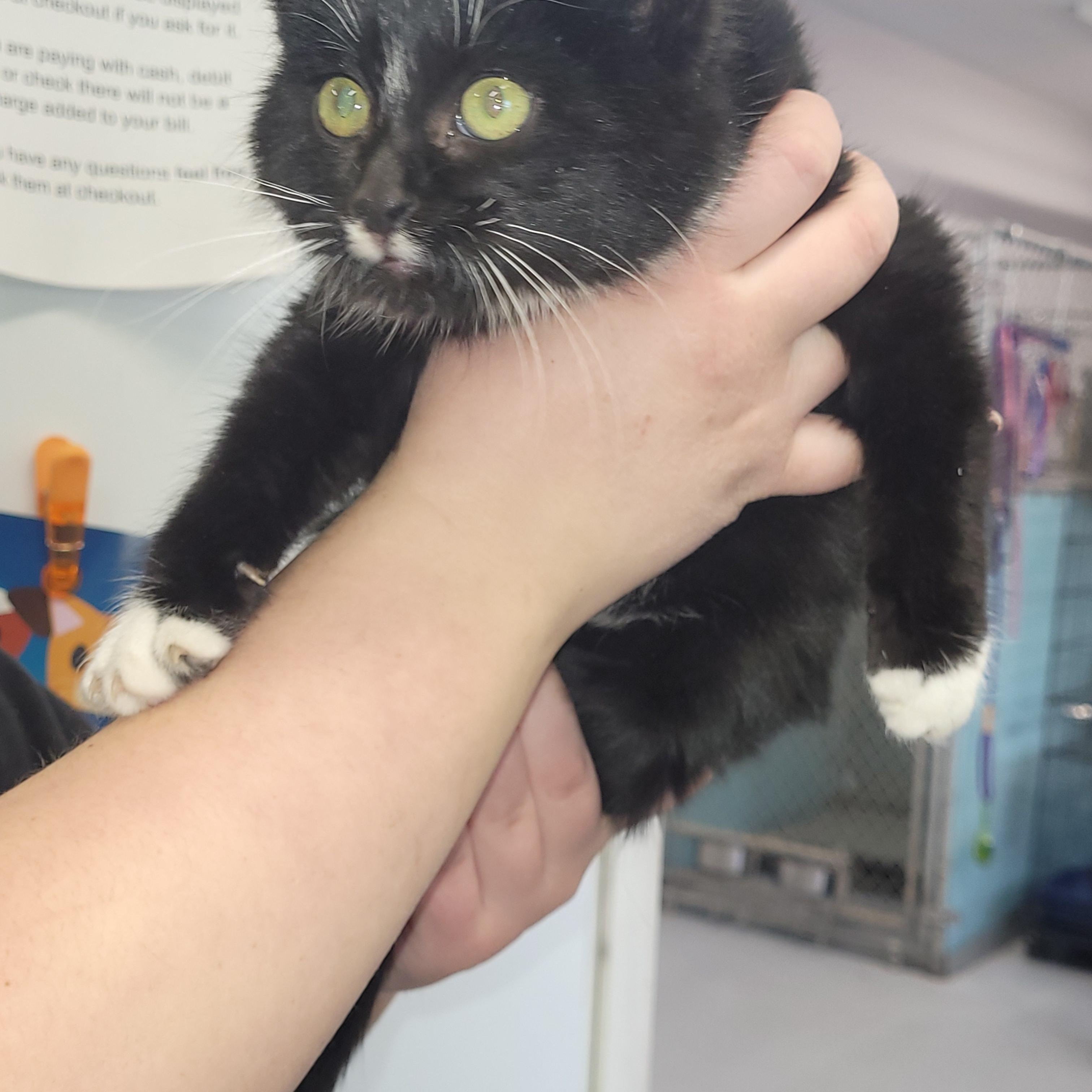 Enlarge Stache, a ADOPTABLE Domestic Short Hair in Morris, MN image 2/2