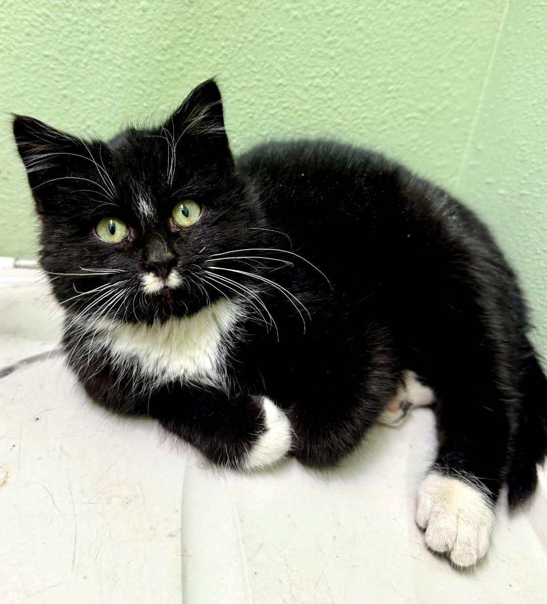 Enlarge Stache, a ADOPTABLE Domestic Short Hair in Morris, MN image 1/2