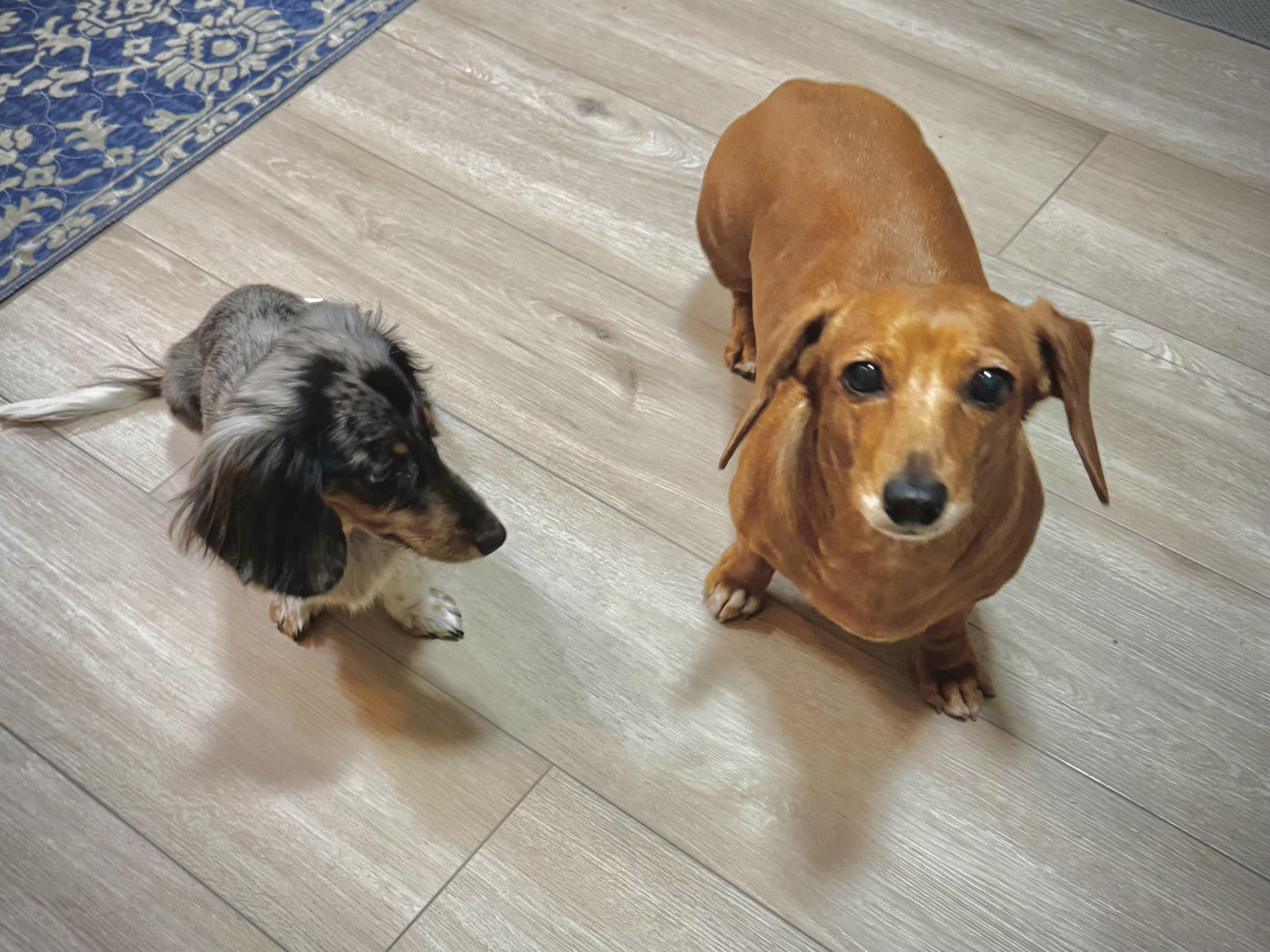 Enlarge Luna (Medical Needs), a ADOPTABLE Miniature Dachshund in Salt Lake City, UT image 5/6