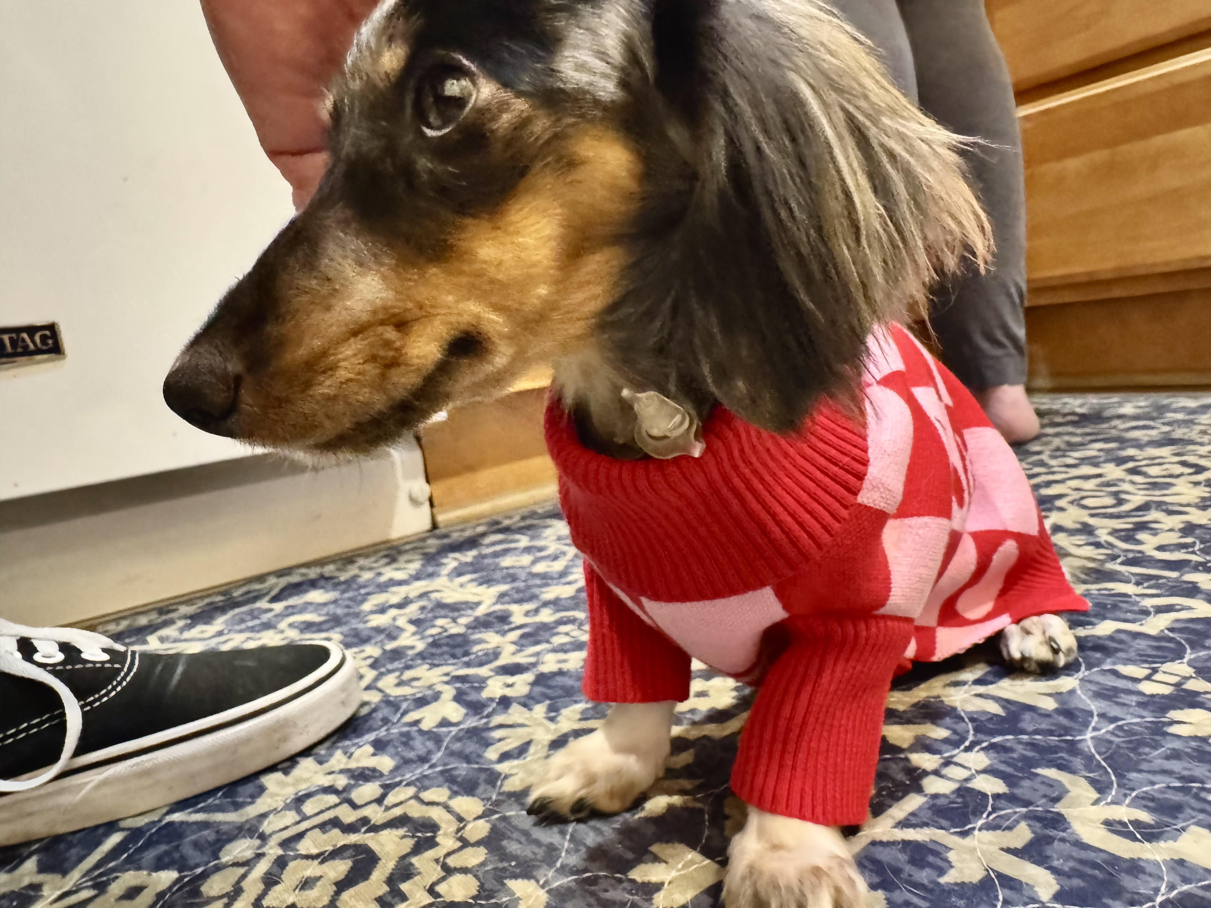 Luna (Medical Needs), ADOPTABLE, Young Female Miniature Dachshund.