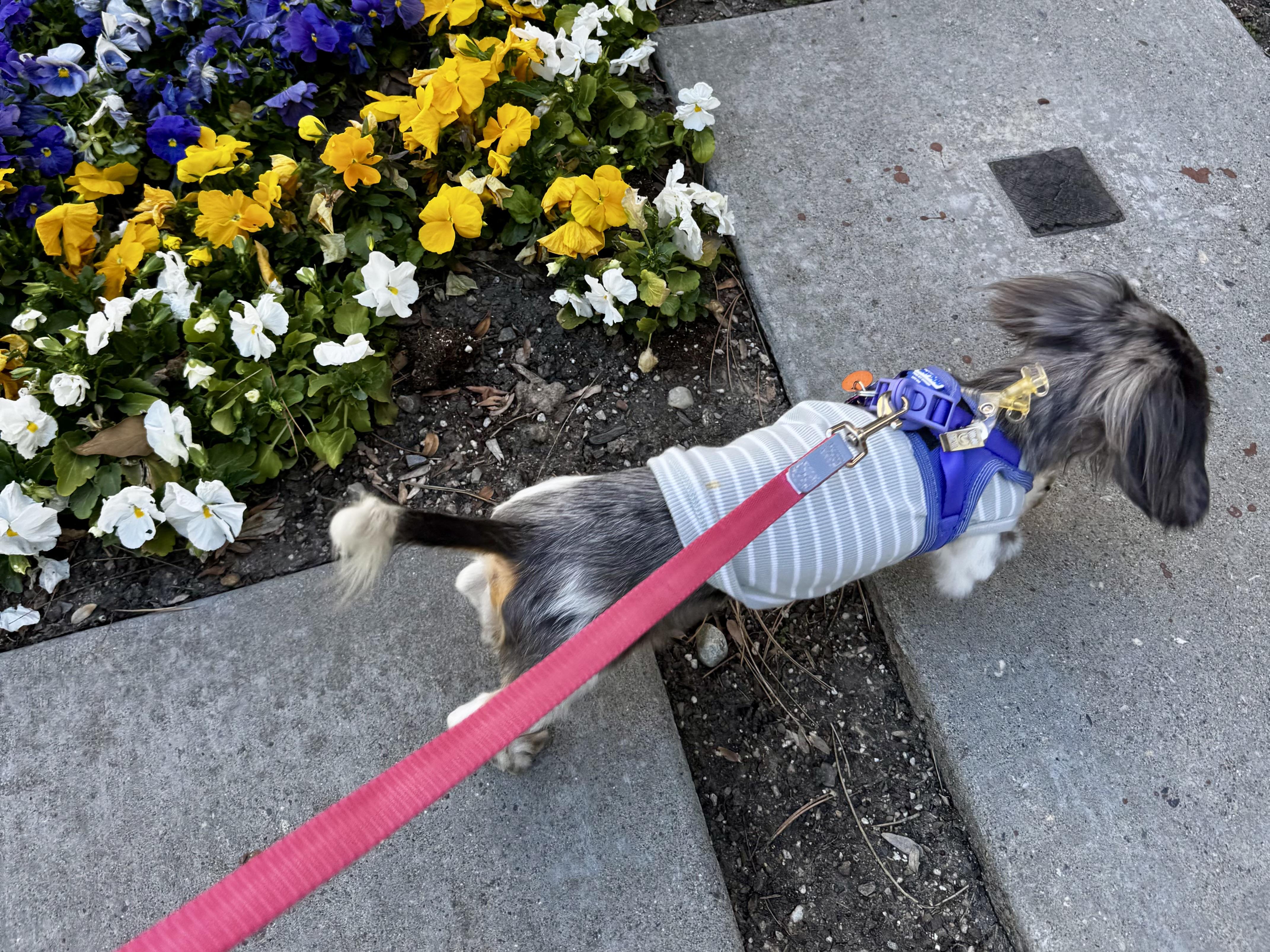 Enlarge Luna (Medical Needs), a ADOPTABLE Miniature Dachshund in Salt Lake City, UT image 4/6