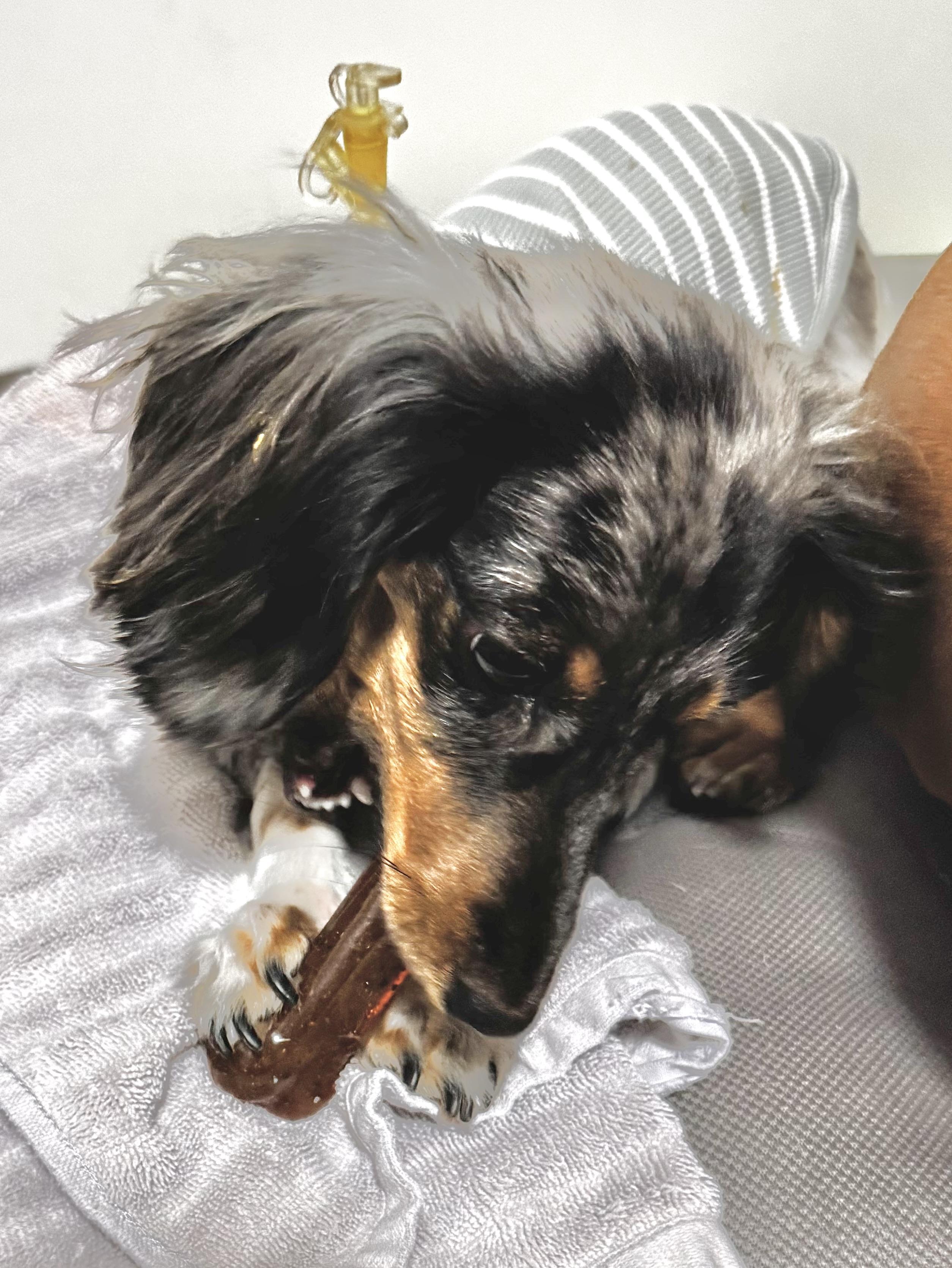 Enlarge Luna (Medical Needs), a ADOPTABLE Miniature Dachshund in Salt Lake City, UT image 2/6