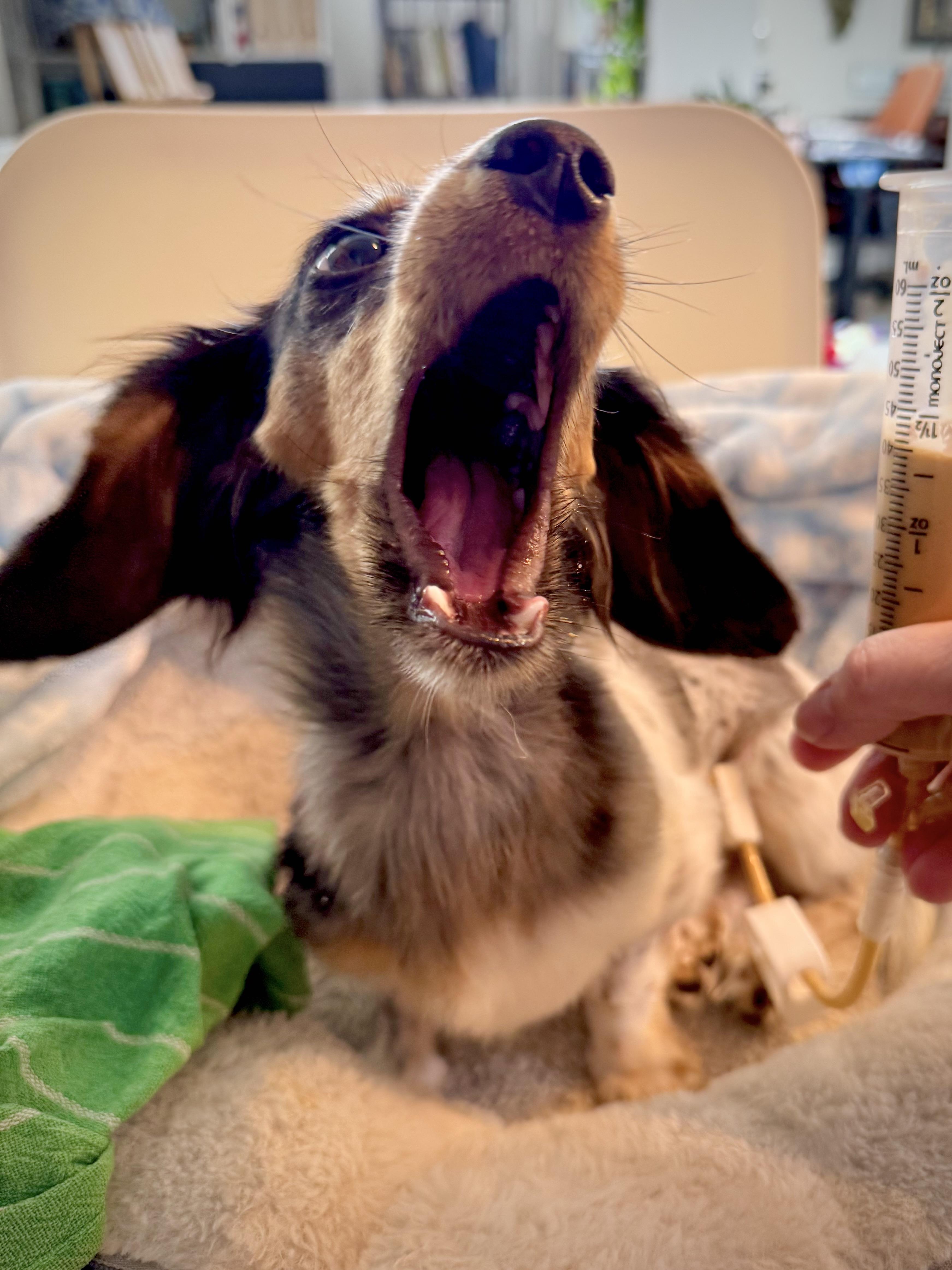 Enlarge Luna (Medical Needs), a ADOPTABLE Miniature Dachshund in Salt Lake City, UT image 3/6