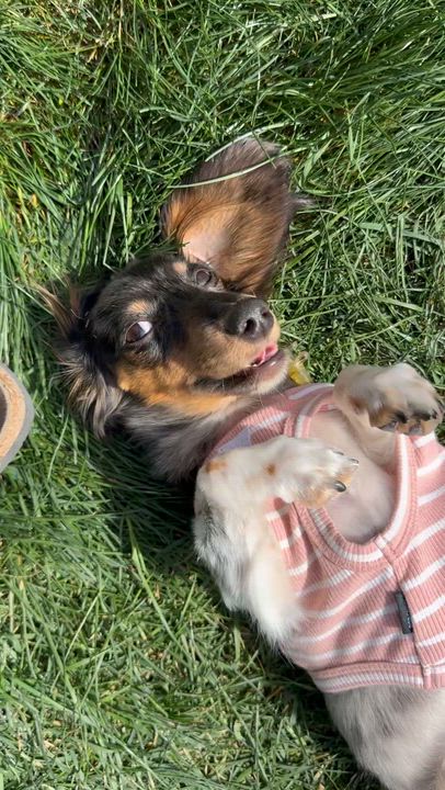 Enlarge Luna (Medical Needs), a ADOPTABLE Miniature Dachshund in Salt Lake City, UT video 6/6