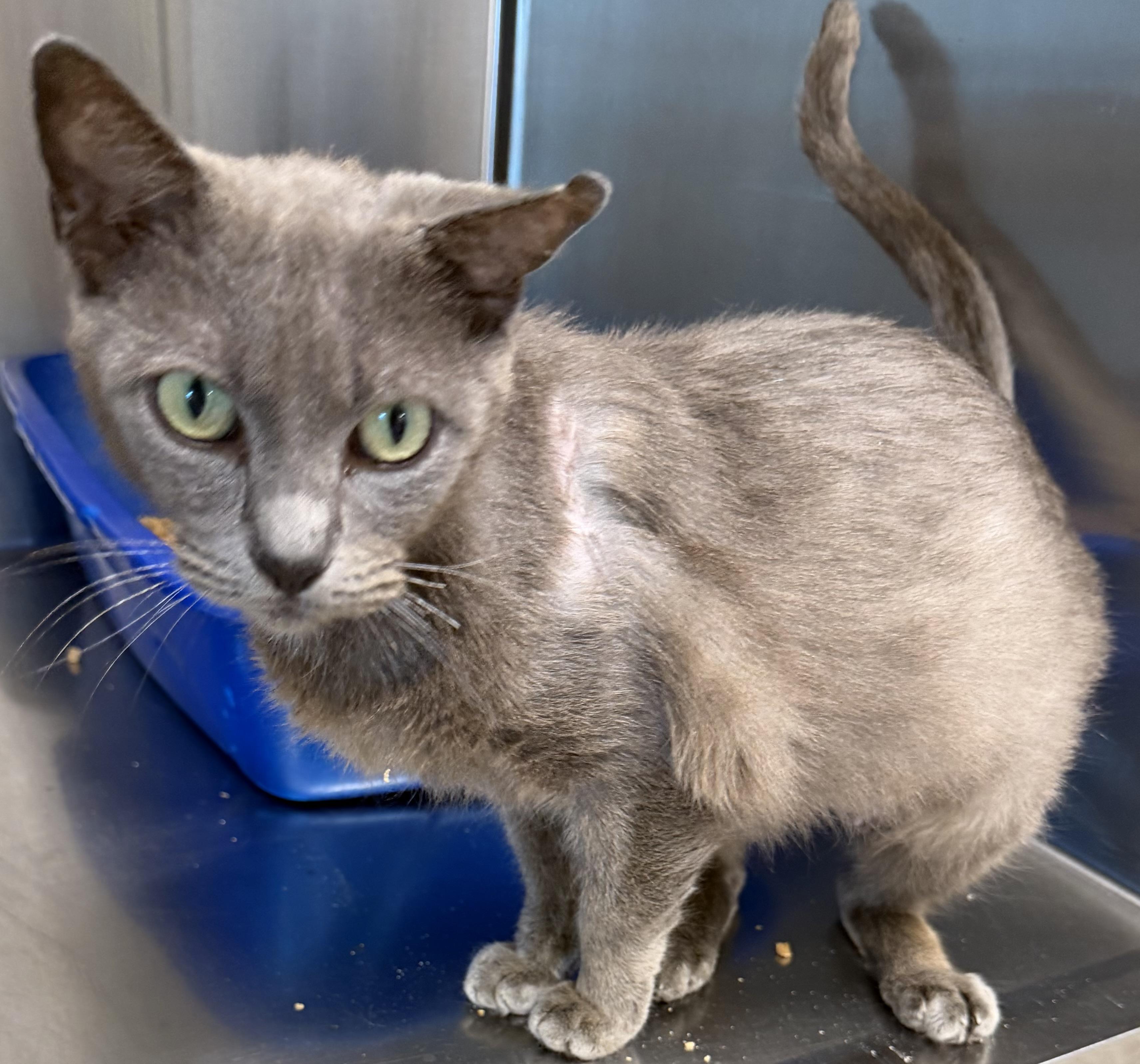 Enlarge Miracle , an adopted Domestic Short Hair in Fernandina Beach, FL image 4/4