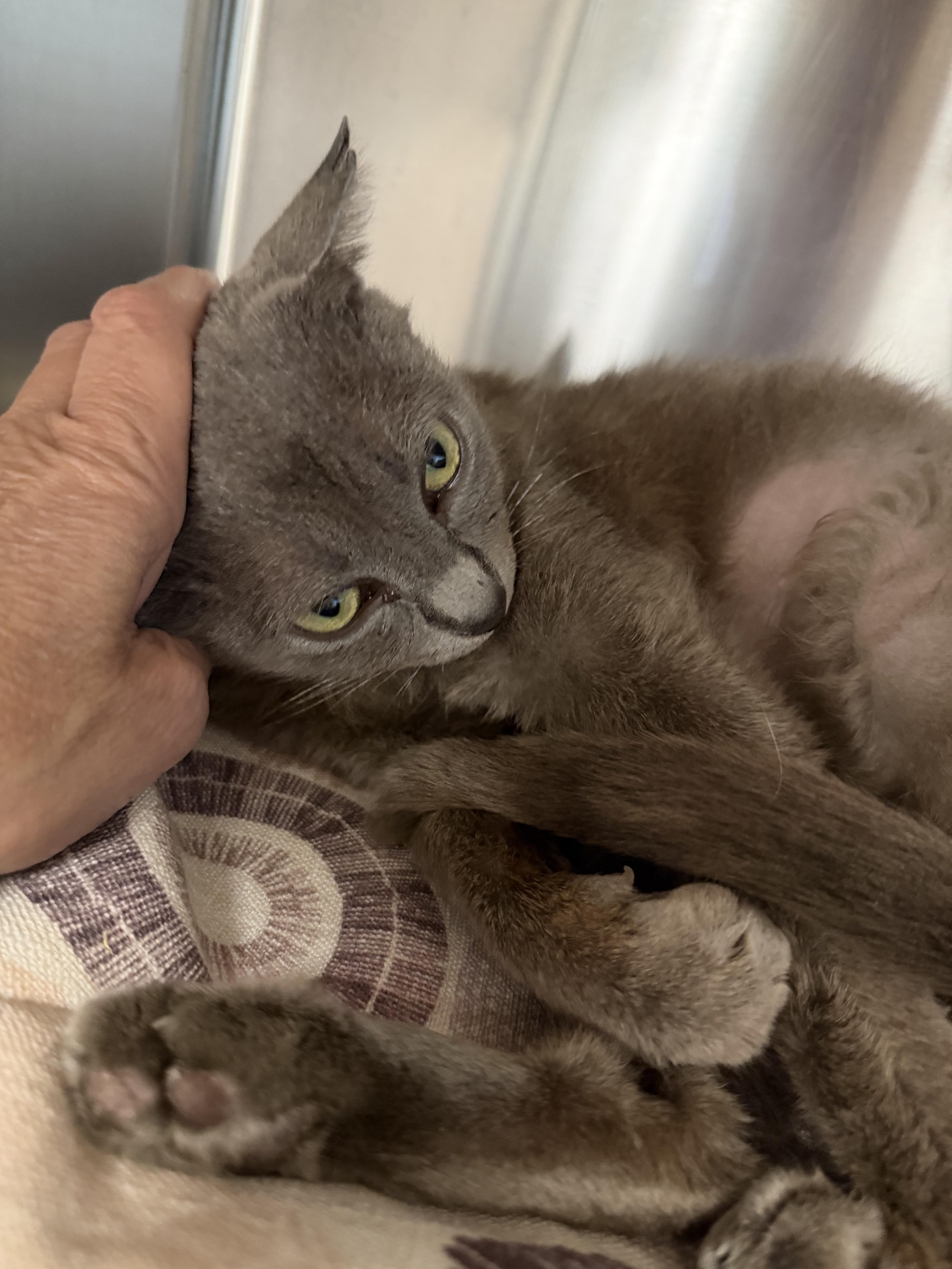 Miracle , adopted, Young Female Domestic Short Hair.