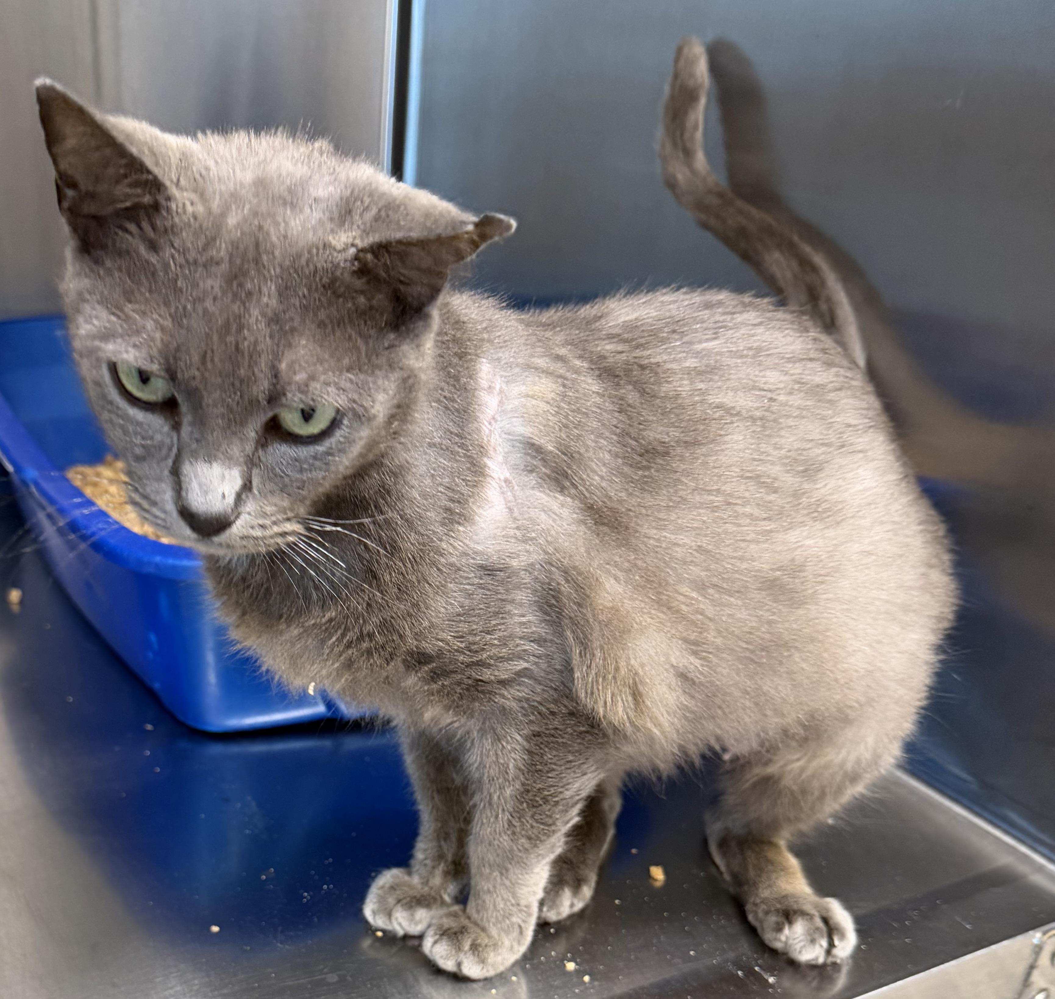 Enlarge Miracle , an adopted Domestic Short Hair in Fernandina Beach, FL image 2/4