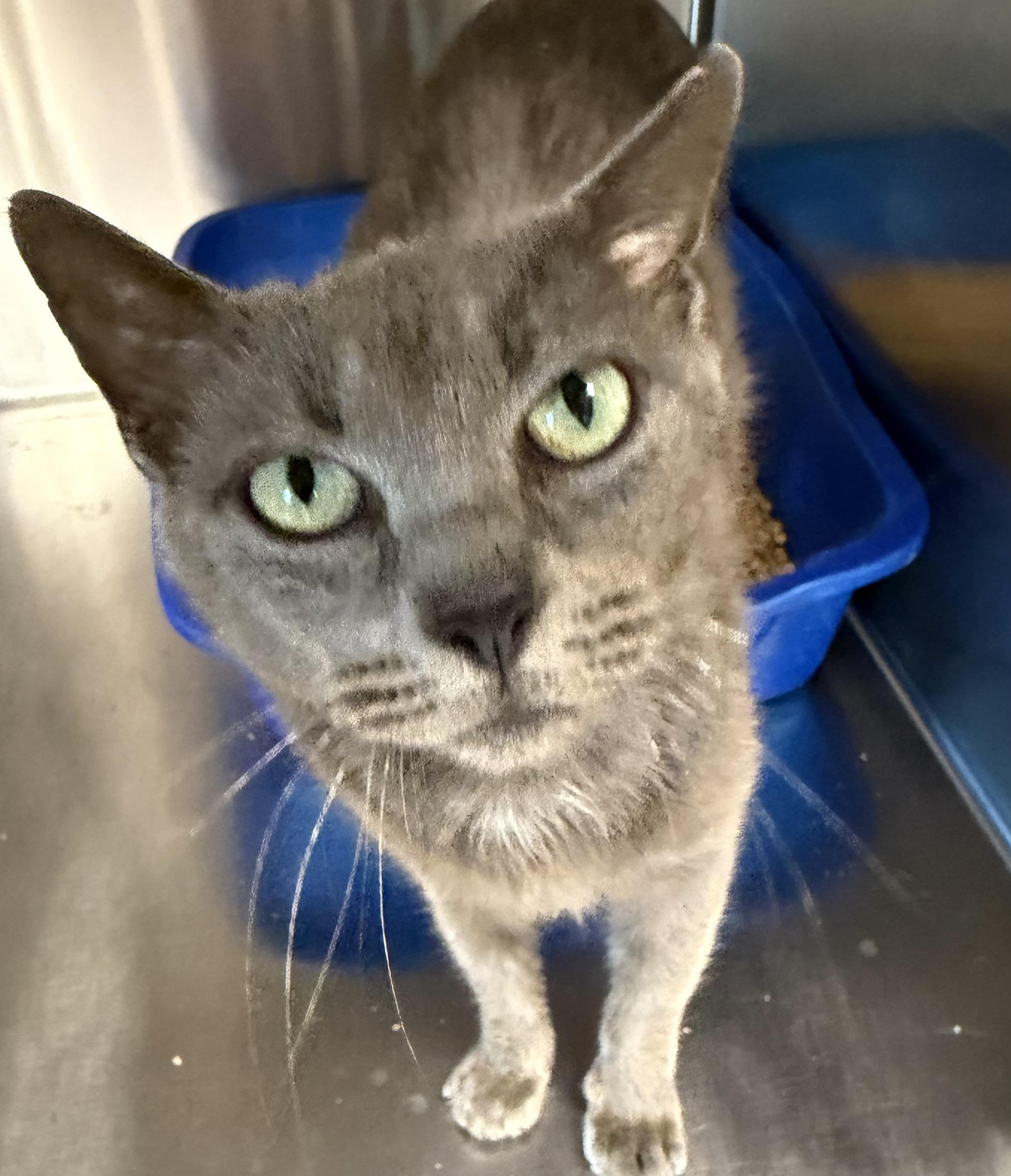 Enlarge Miracle , an adopted Domestic Short Hair in Fernandina Beach, FL image 3/4