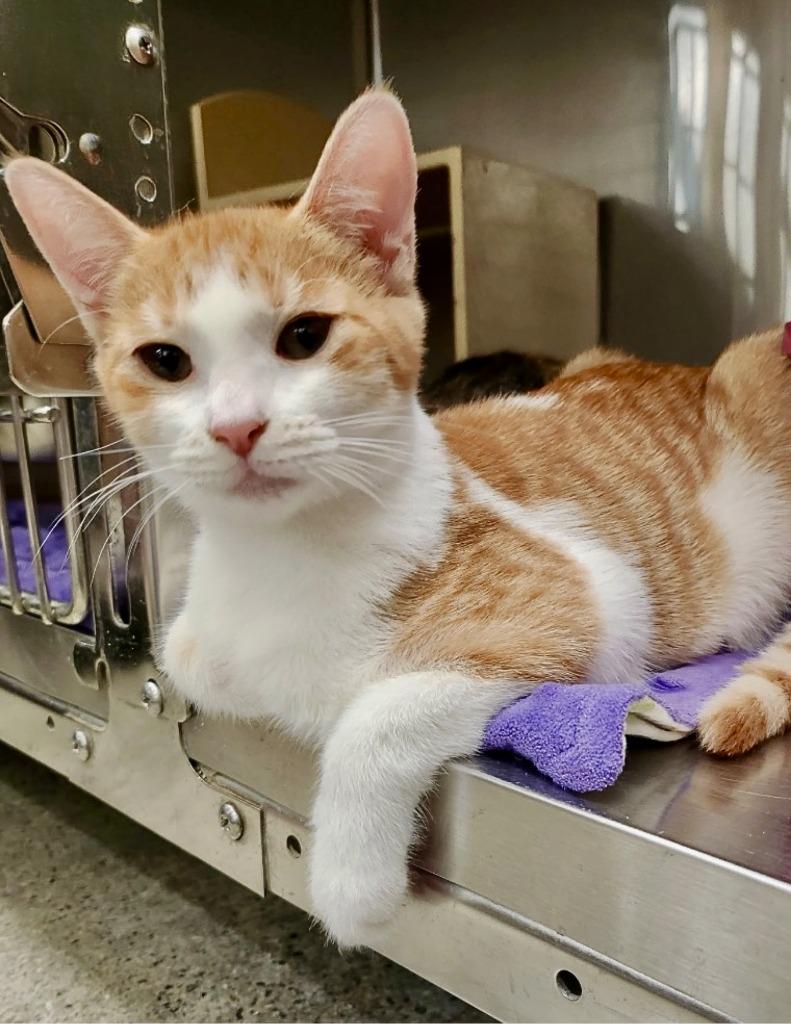 Vaughn (750-25), a Adoptable mixed breed in Cumming, GA image 1/3