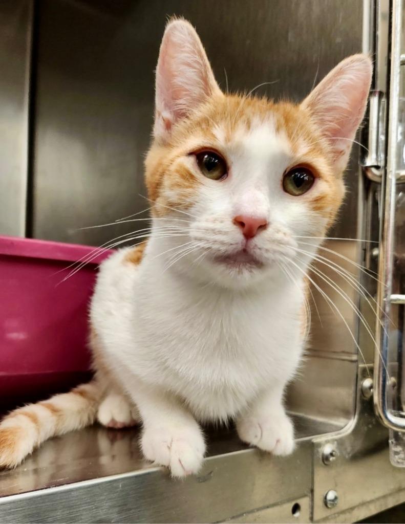 Vaughn (750-25), a Adoptable mixed breed in Cumming, GA image 2/3