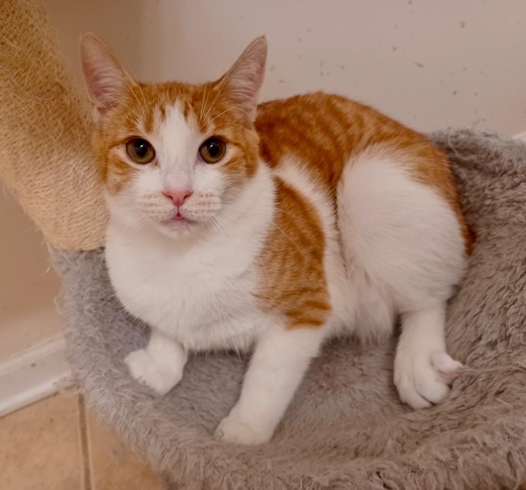 Vaughn (750-25), a Adoptable mixed breed in Cumming, GA image 3/3