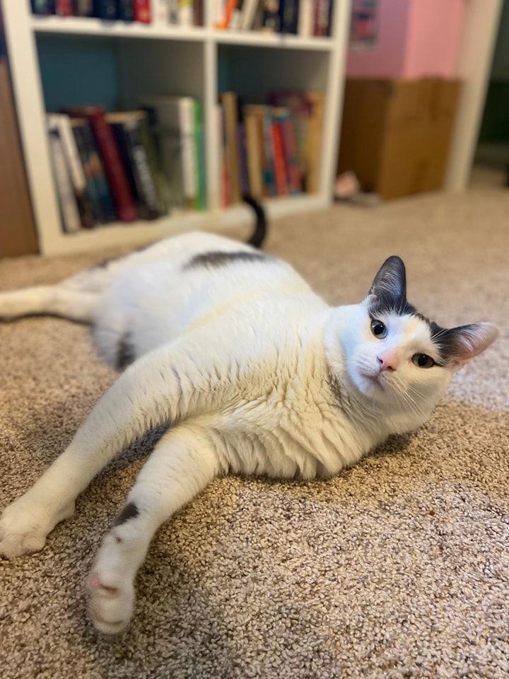 Nugget, Adoptable, Adult Male Turkish Van & Domestic Short Hair.