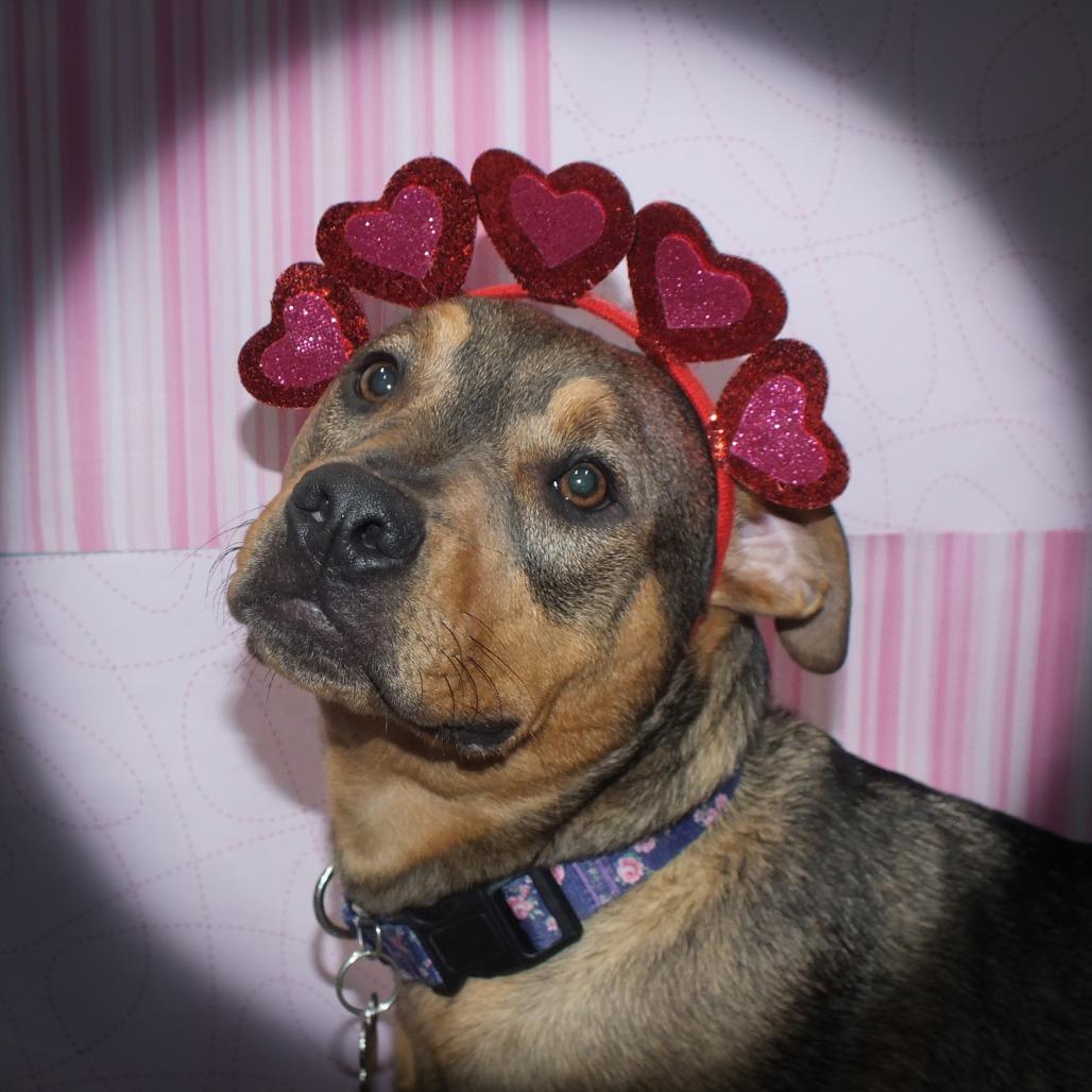 Enlarge Blair, a Adoptable Mixed Breed in Glen Burnie, MD image 1/6