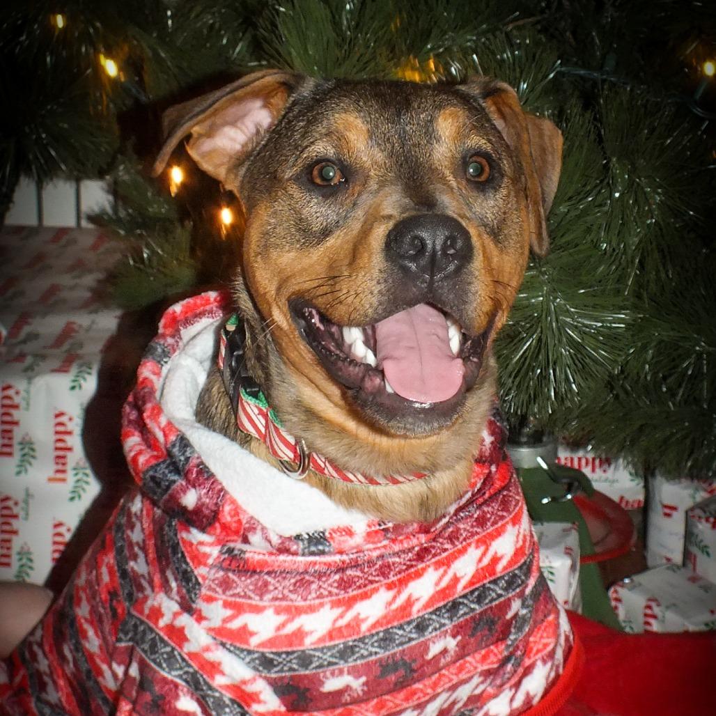 Blair, Adoptable, Young Female Mixed Breed.