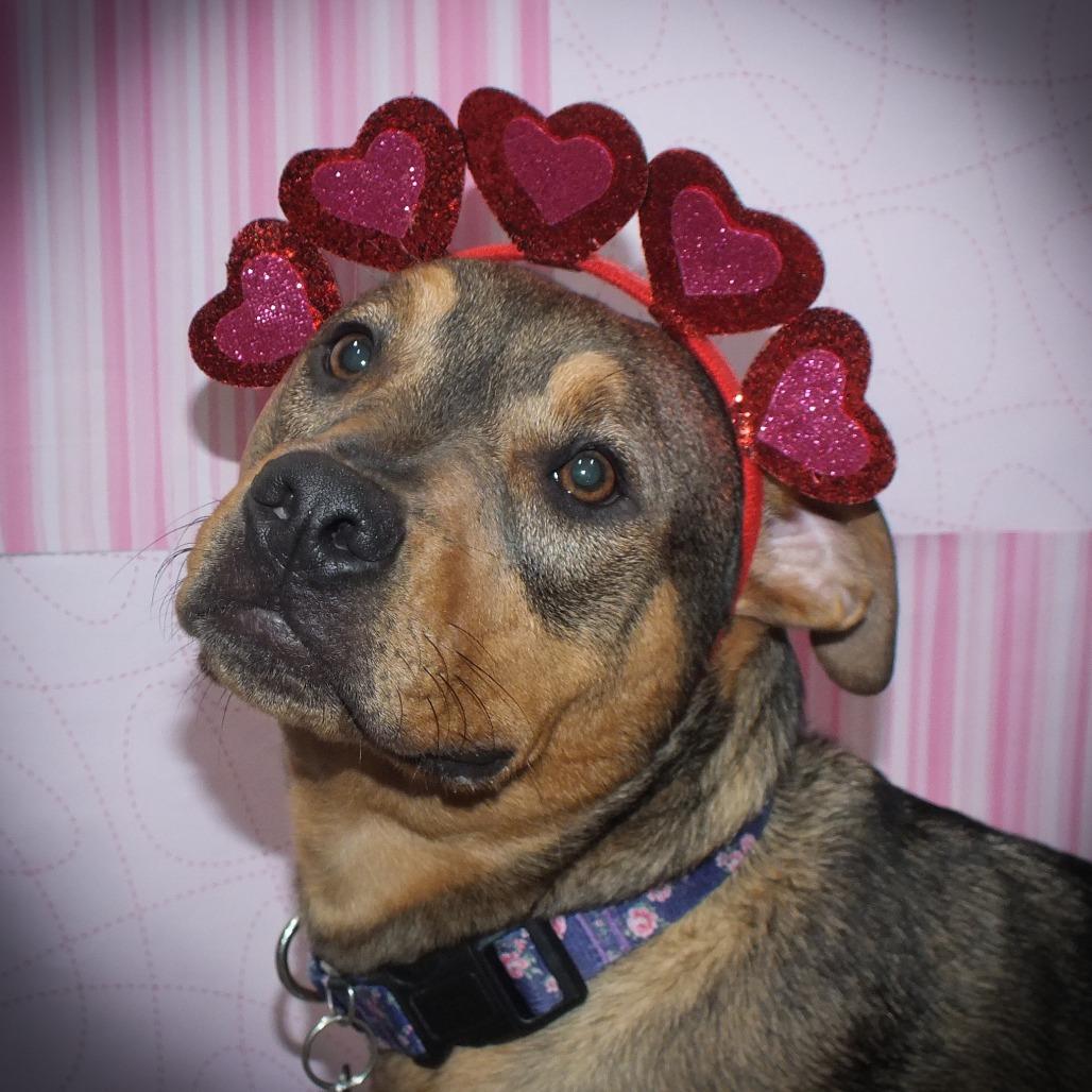 Blair, Adoptable, Young Female Mixed Breed.