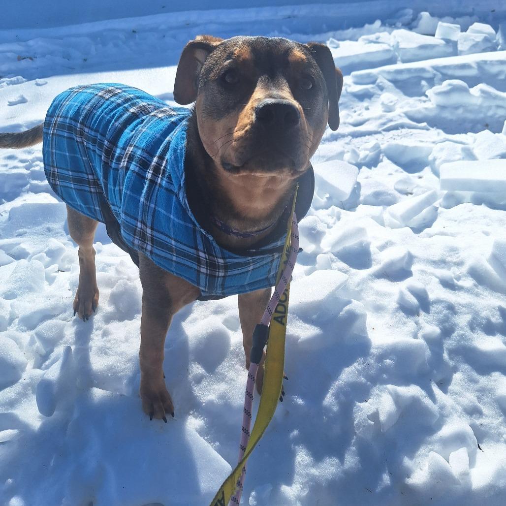 Enlarge Blair, a Adoptable Mixed Breed in Glen Burnie, MD image 3/6