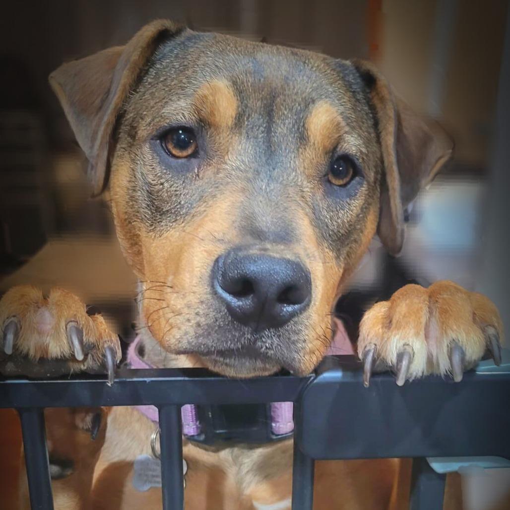 Enlarge Blair, a Adoptable Mixed Breed in Glen Burnie, MD image 1/6