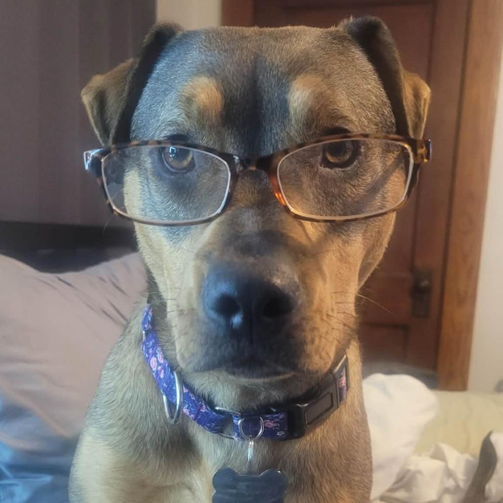 Enlarge Blair, a Adoptable Mixed Breed in Glen Burnie, MD image 4/6