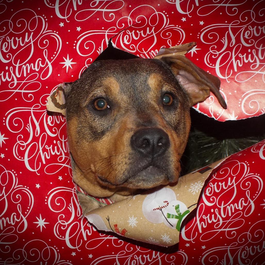 Blair, Adoptable, Young Female Mixed Breed.