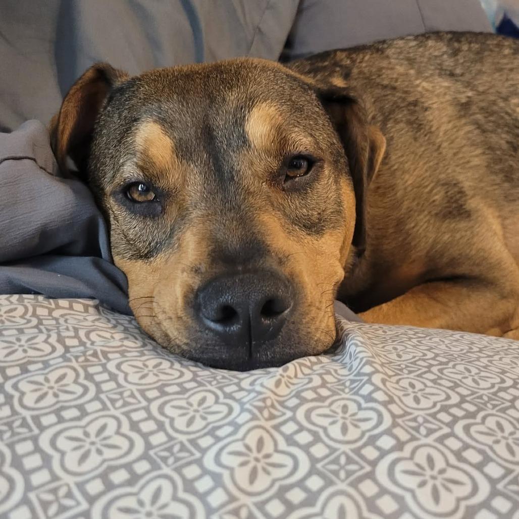 Enlarge Blair, a Adoptable mixed breed in Glen Burnie, MD image 2/6