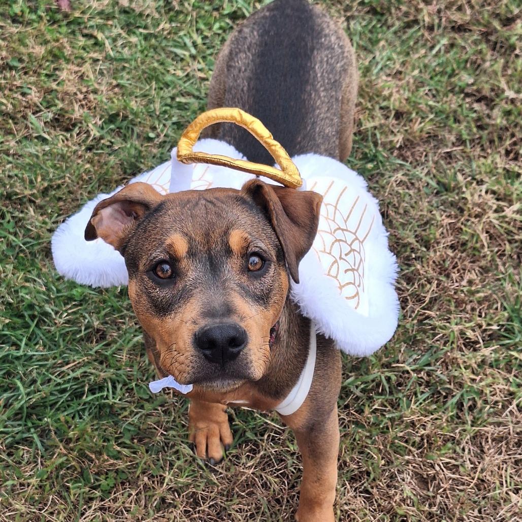 Enlarge Blair, a Adoptable Mixed Breed in Glen Burnie, MD image 2/6