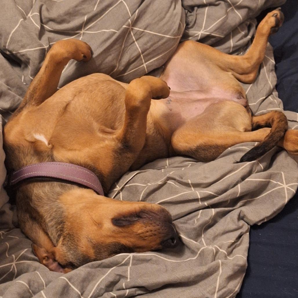 Enlarge Blair, a Adoptable Mixed Breed in Glen Burnie, MD image 3/6