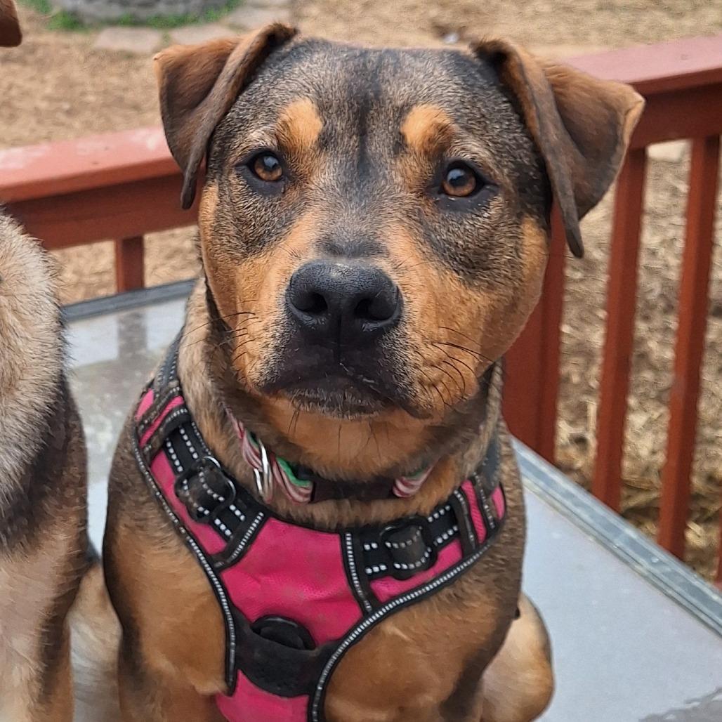 Enlarge Blair, a Adoptable Mixed Breed in Glen Burnie, MD image 4/6