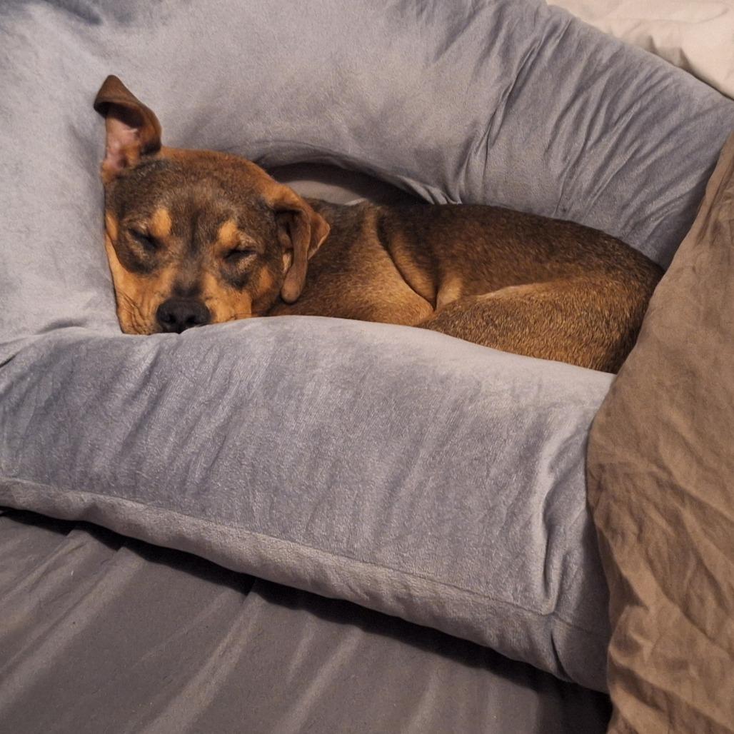 Enlarge Blair, a Adoptable Mixed Breed in Glen Burnie, MD image 5/6