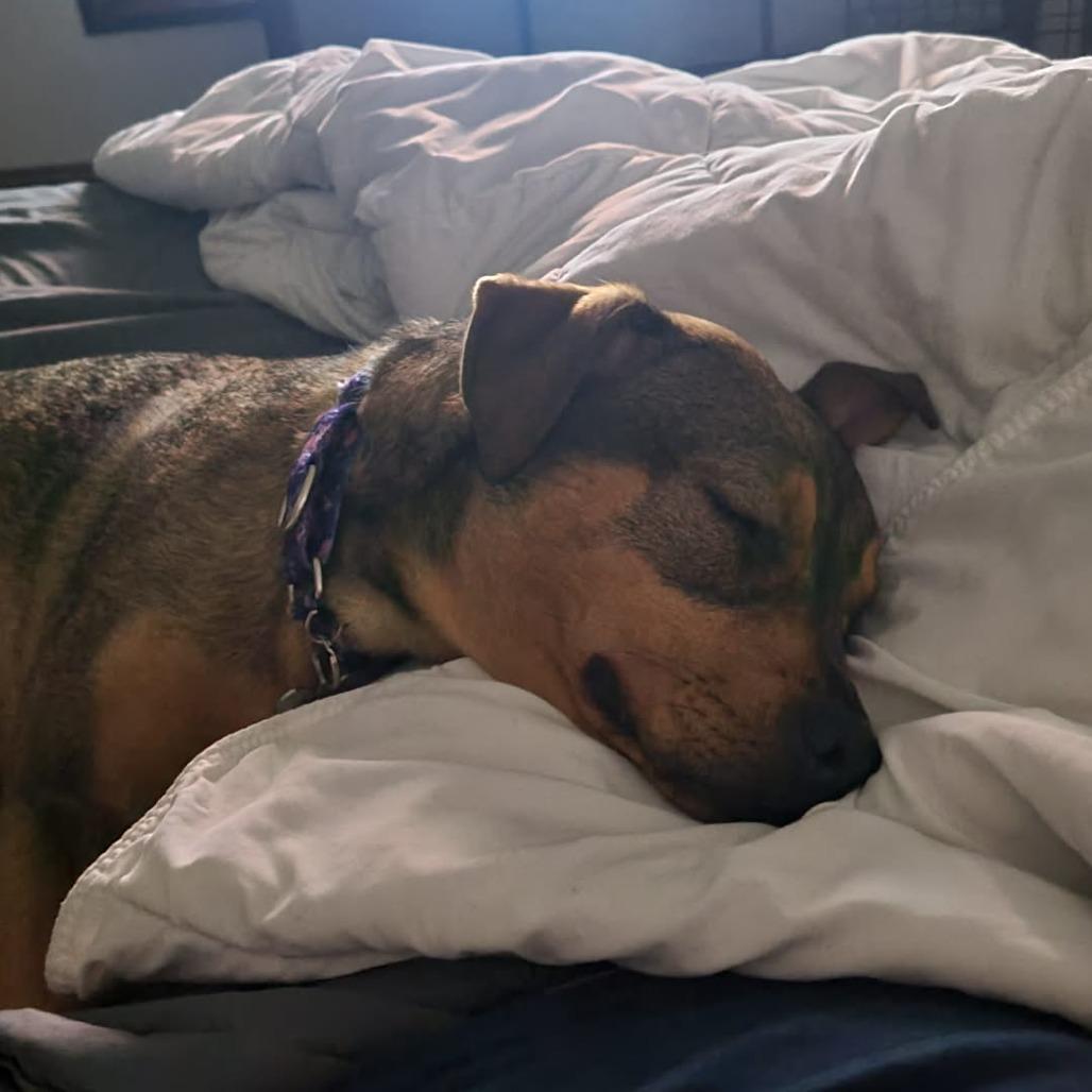 Enlarge Blair, a Adoptable Mixed Breed in Glen Burnie, MD image 5/6