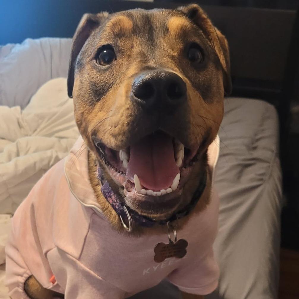 Enlarge Blair, a Adoptable mixed breed in Glen Burnie, MD image 6/6