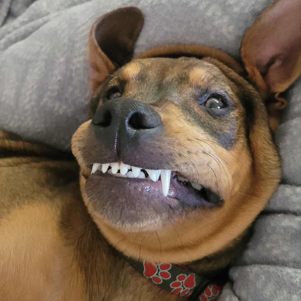 Blair, Adoptable, Young Female Mixed Breed.