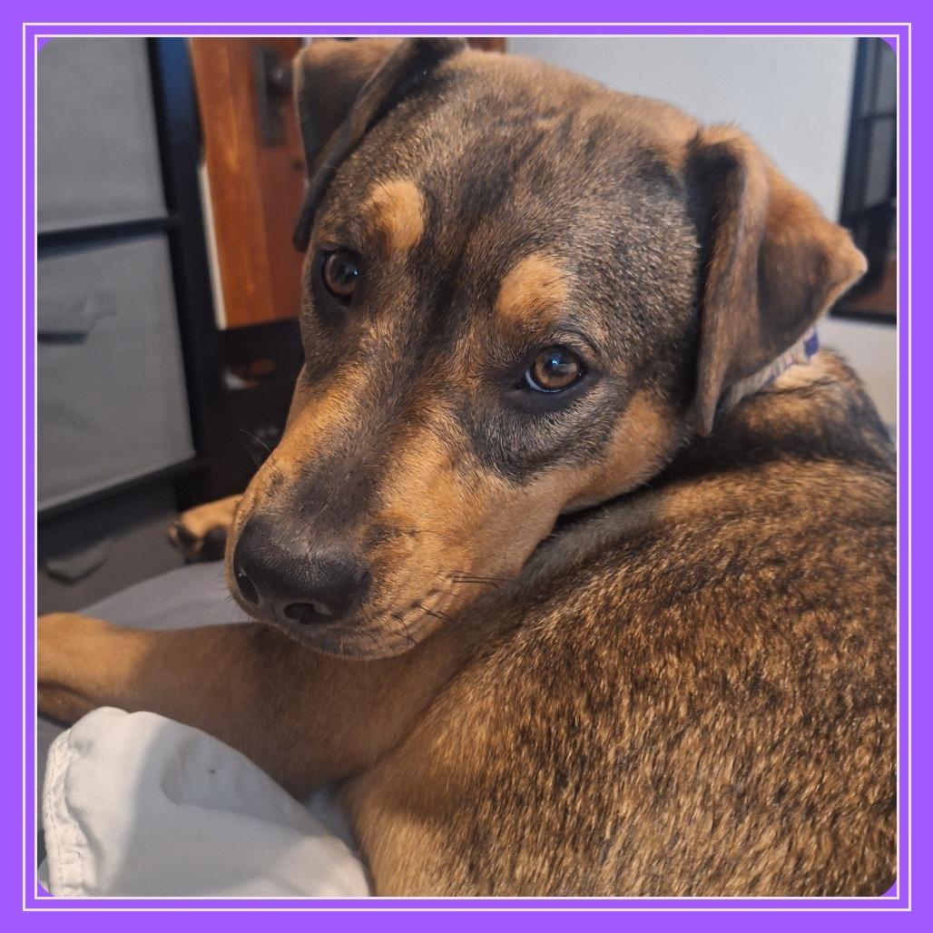 Enlarge Blair, a Adoptable Mixed Breed in Glen Burnie, MD image 6/6