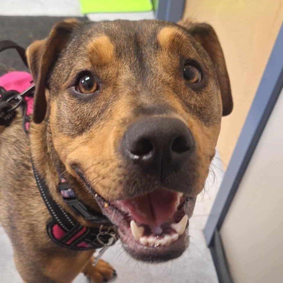 Enlarge Blair, a Adoptable mixed breed in Glen Burnie, MD image 3/6