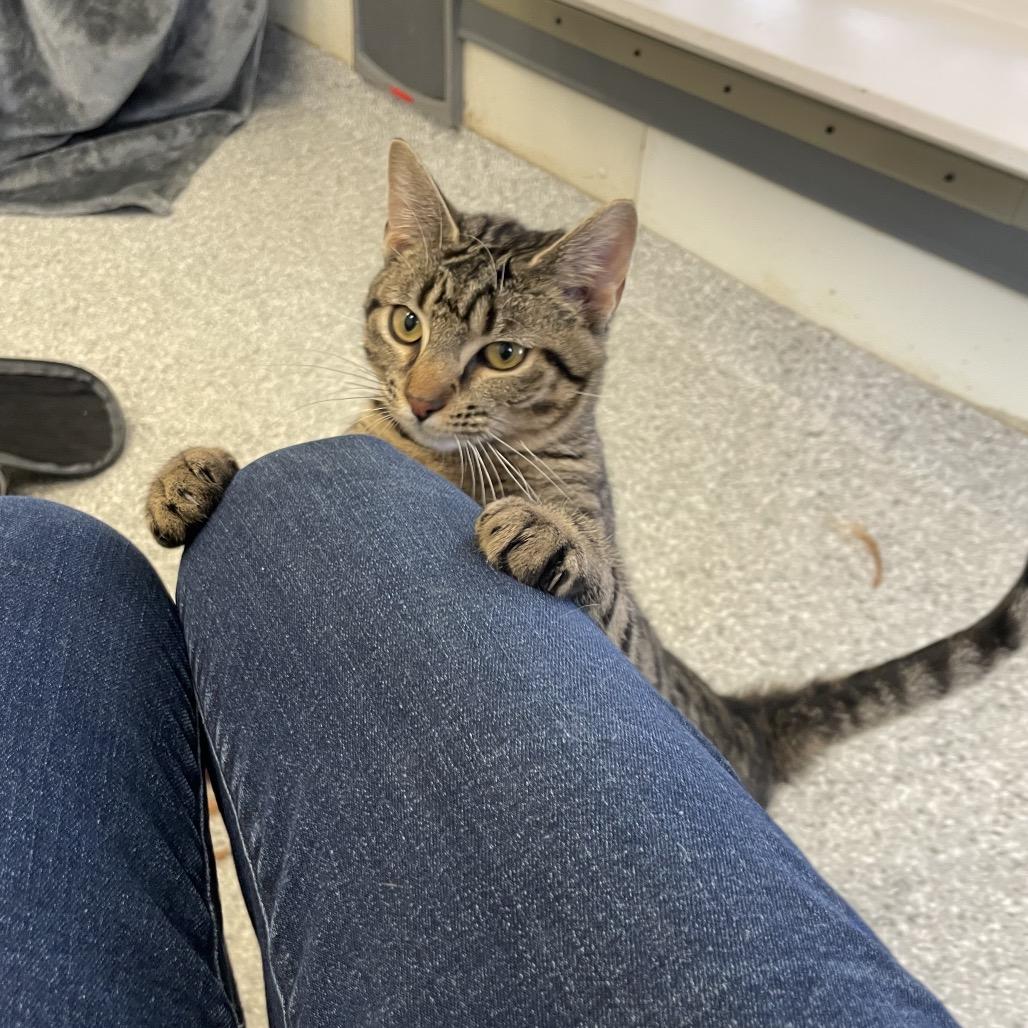 Curly, Adoptable, Young Male Domestic Short Hair.