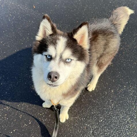 Kaylo, an adoptable Husky in Jackson, MI image 5/6