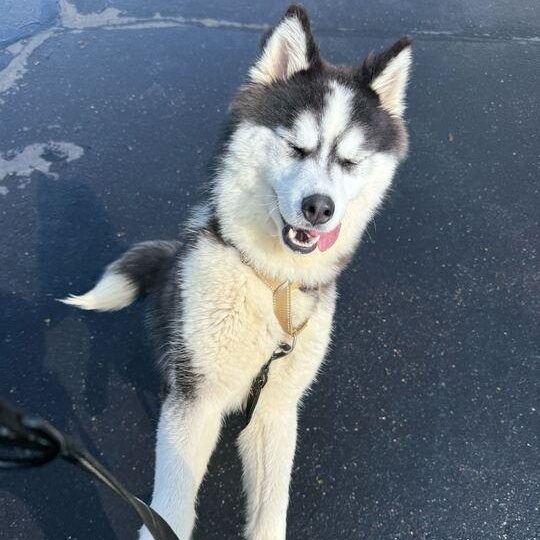 Kaylo, an adoptable Husky in Jackson, MI image 6/6