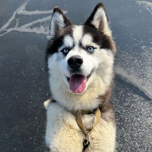 Kaylo, adoptable, Young Male Husky.