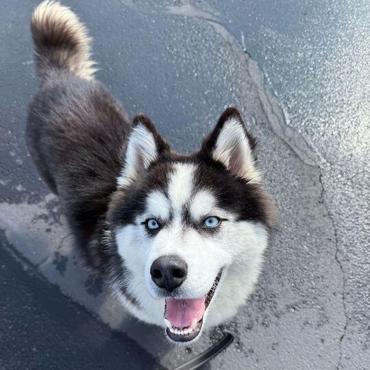 Kaylo, an adoptable Husky in Jackson, MI image 2/6