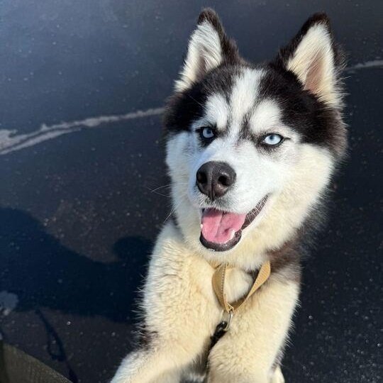 Kaylo, an adoptable Husky in Jackson, MI image 3/6