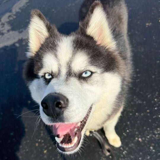 Kaylo, an adoptable Husky in Jackson, MI image 4/6