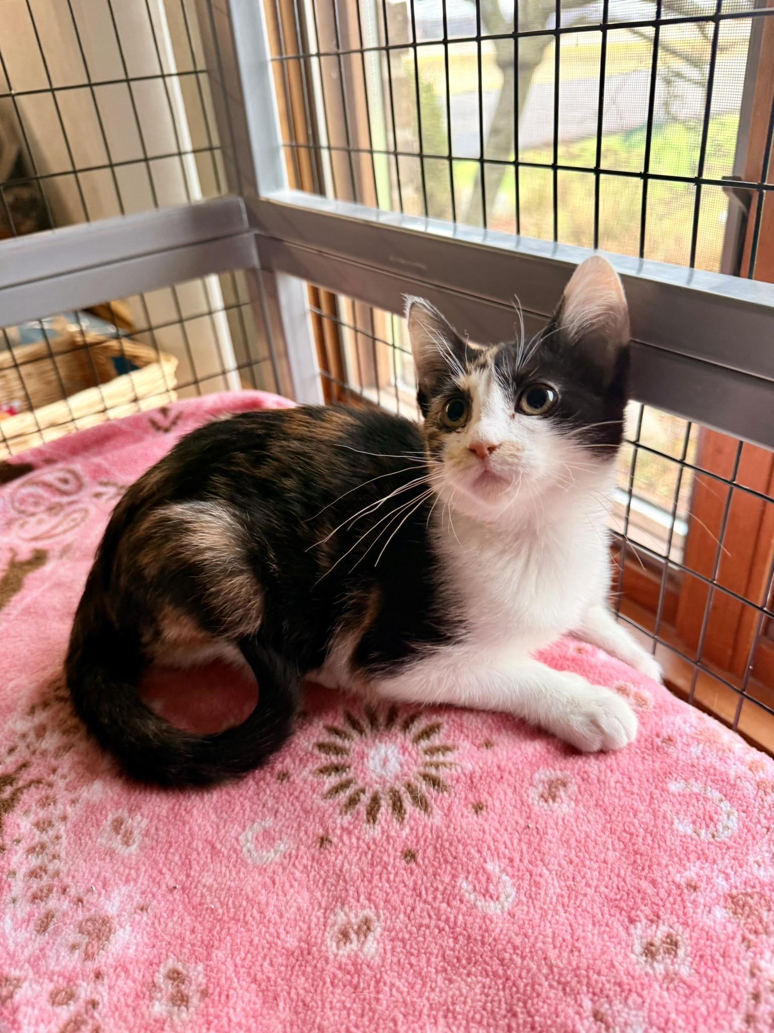 Mira, a Adoptable Domestic Short Hair in St. Clair, MI image 2/3