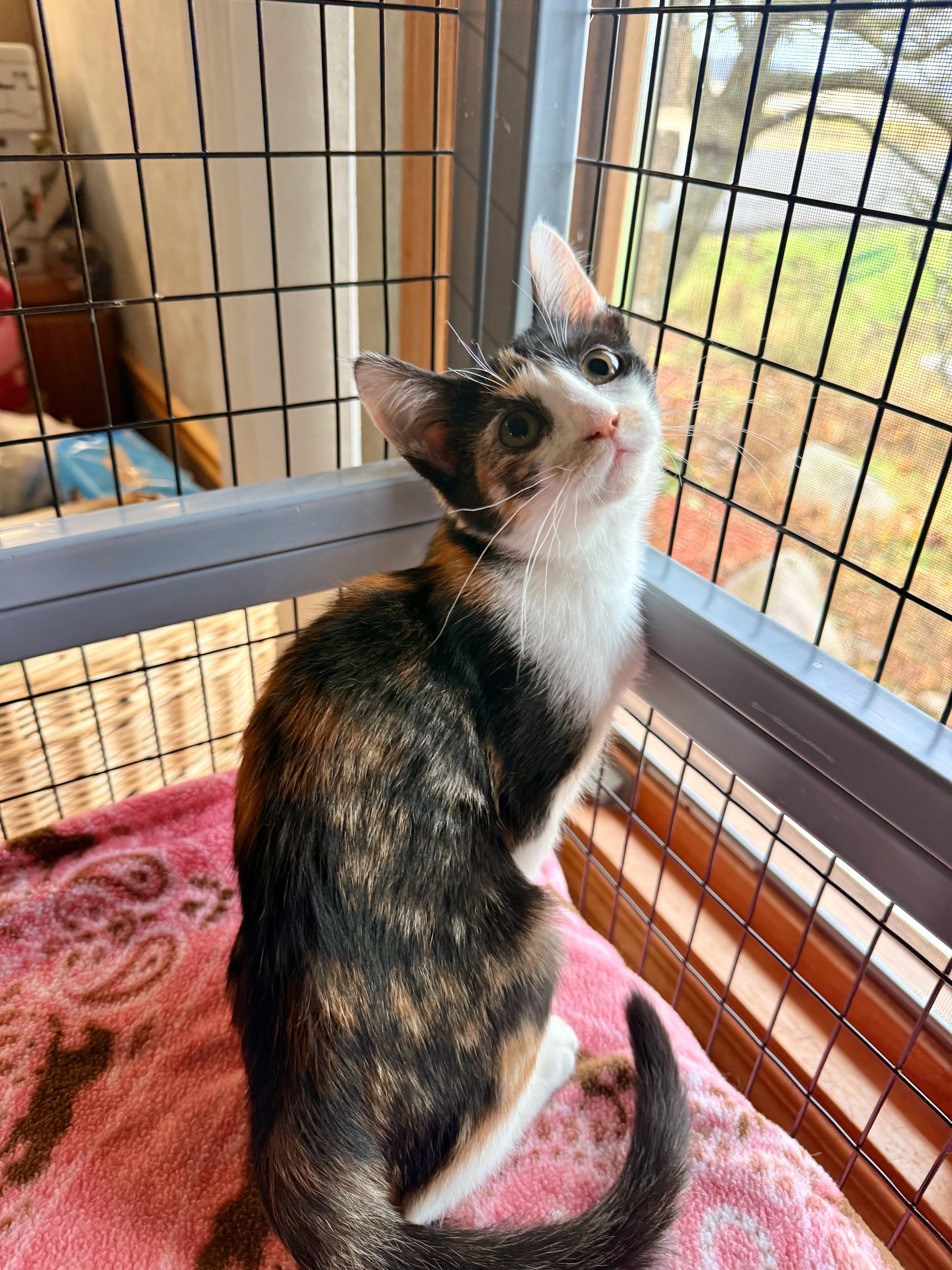 Mira, Adoptable, Young Female Domestic Short Hair.