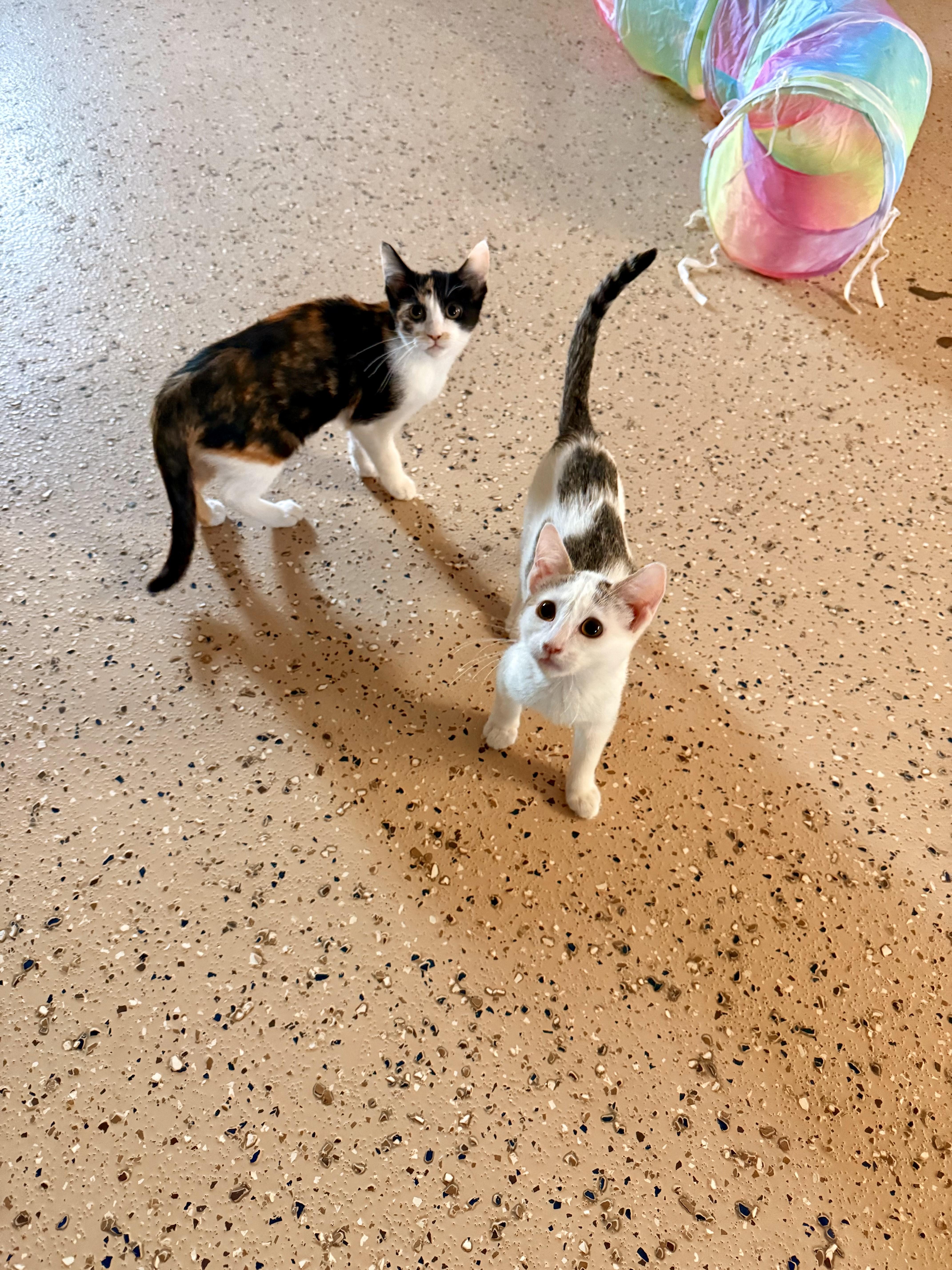 Mira, a Adoptable Domestic Short Hair in St. Clair, MI image 3/3