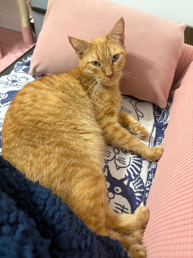 Pappy, Adoptable, Adult Male Domestic Short Hair.