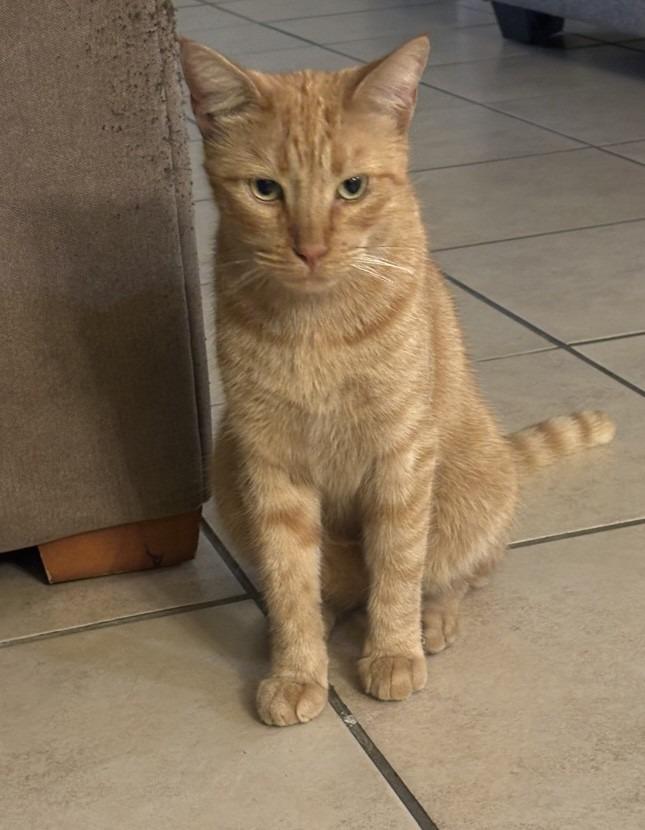 Pappy, a Adoptable mixed breed in New Orleans, LA image 2/5