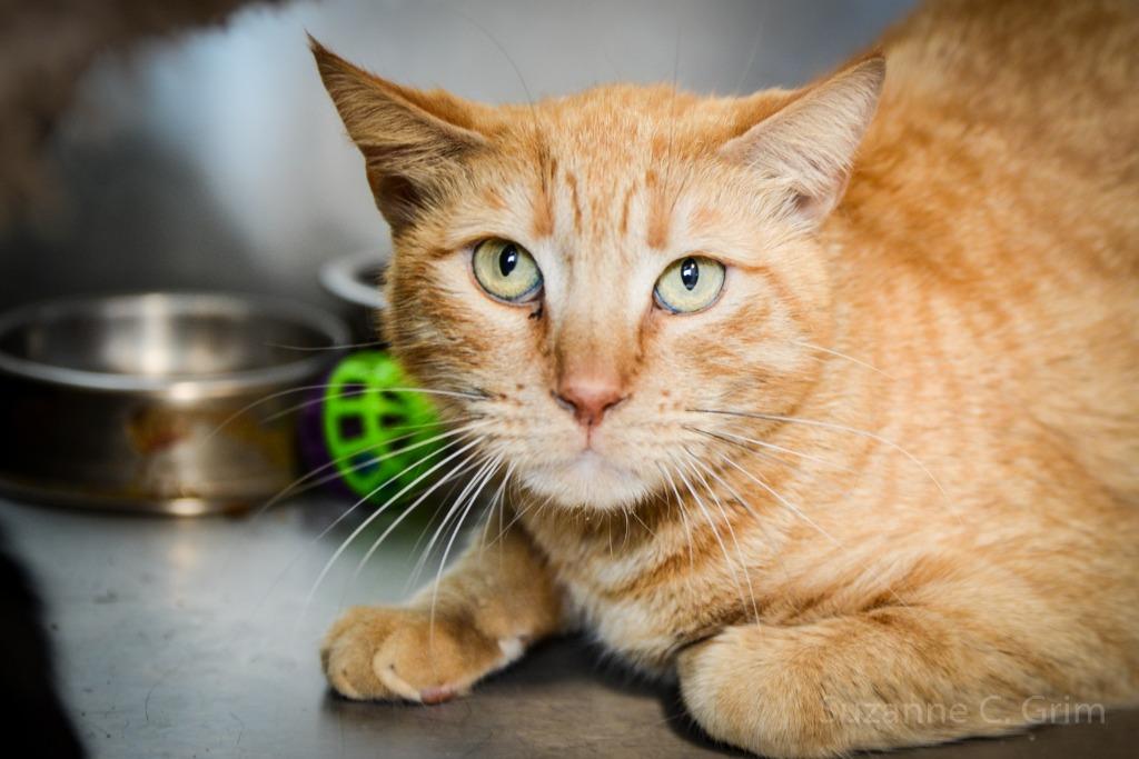 Pappy, a Adoptable mixed breed in New Orleans, LA image 3/5