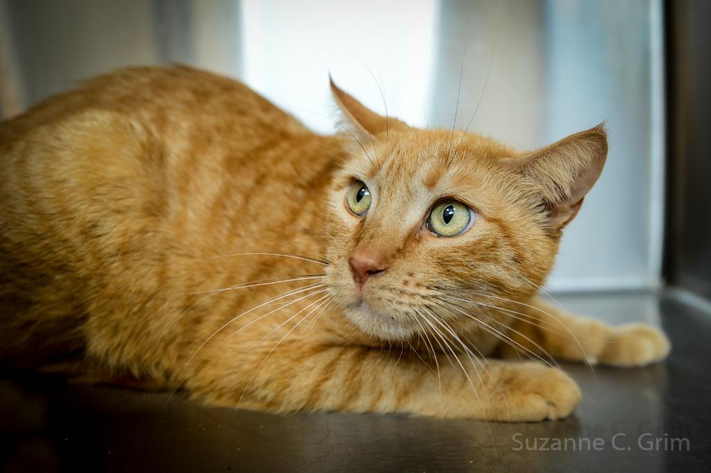Pappy, a Adoptable mixed breed in New Orleans, LA image 4/5