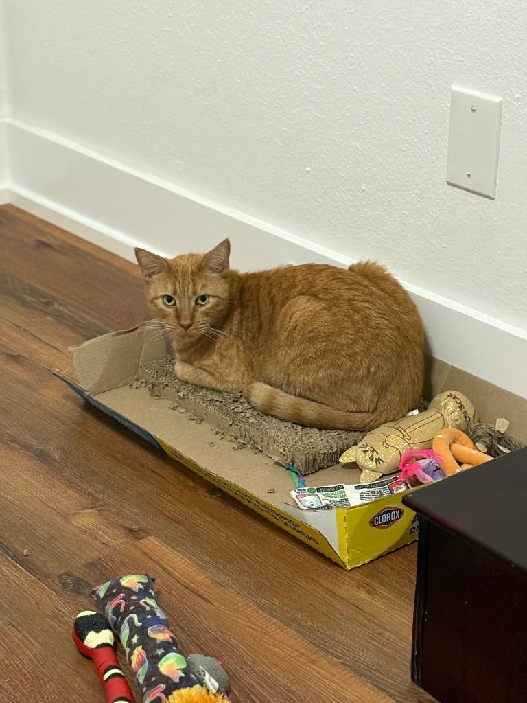 Enlarge Pappy, a Adoptable mixed breed in New Orleans, LA image 2/6