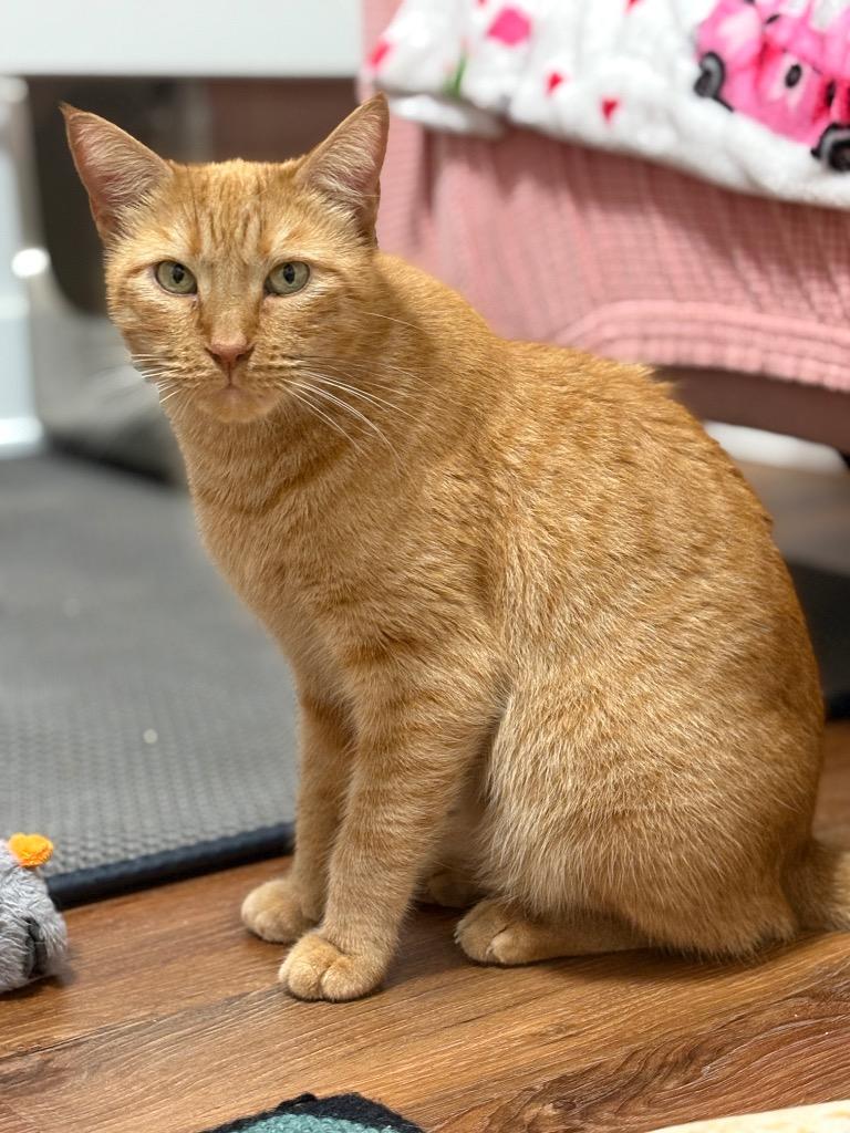 Pappy, Adoptable, Adult Male Domestic Short Hair.