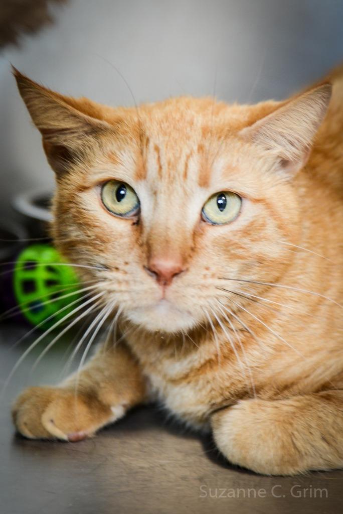 Enlarge Pappy, a Adoptable mixed breed in New Orleans, LA image 4/6